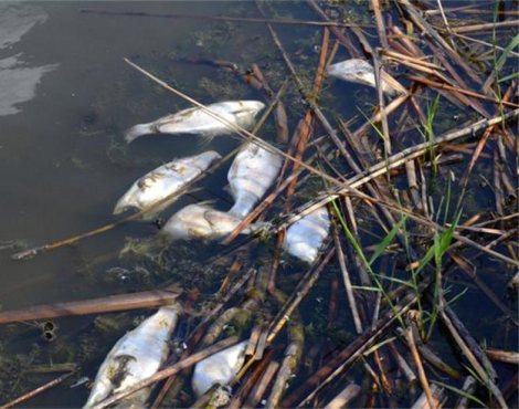 Измряла-риба-Луда-Яна