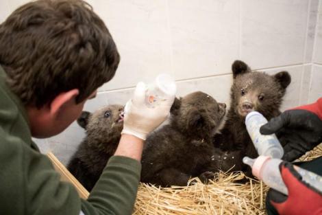 20180423-mecheta-6-527397-810x0