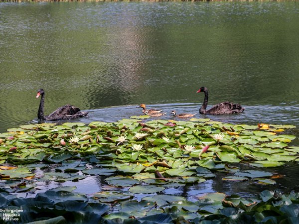 12 са вече обитателите на езерото на Панагюрски колонии (видео)